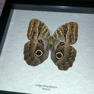 Real exotic framed butterfly